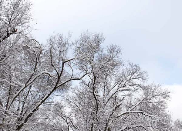 Snow on the tree against the blue sky — Stock Photo, Image