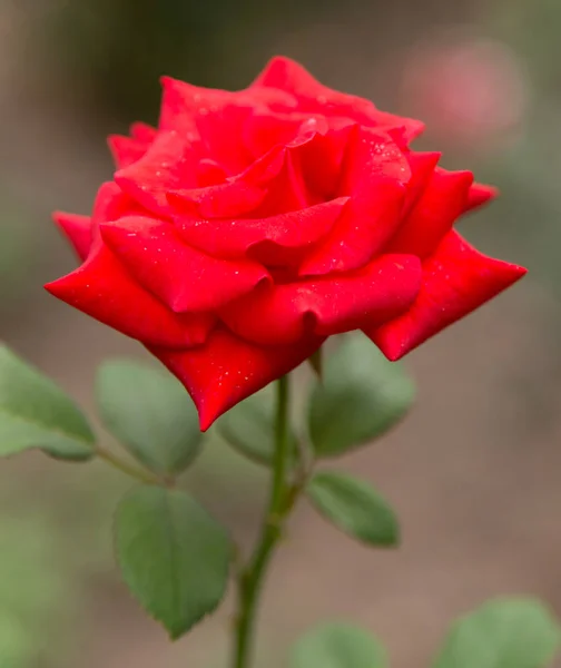 Schöne Rose in der Natur — Stockfoto