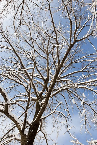 Neve sull'albero contro il cielo blu — Foto Stock