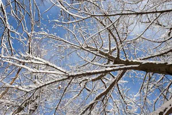 Snö på trädet mot den blå himlen — Stockfoto