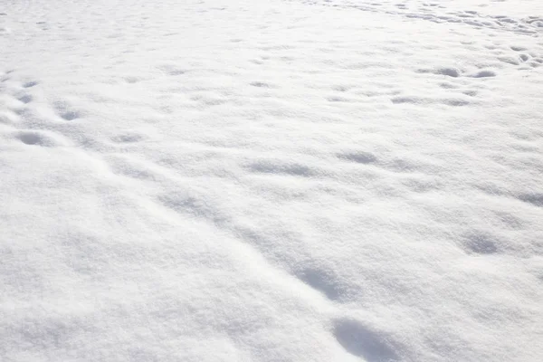 白色背景雪在自然 — 图库照片