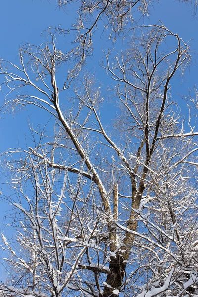 Schnee auf dem Baum vor blauem Himmel — Stockfoto