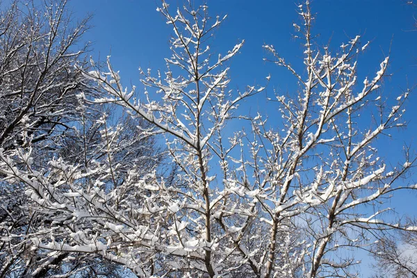 Sníh na stromě proti modrému nebi — Stock fotografie