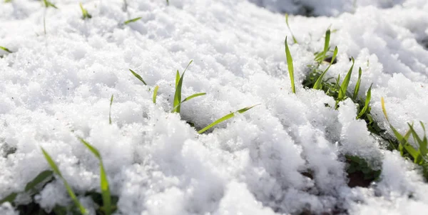 Yeşil çimenlerin üzerinde kar — Stok fotoğraf