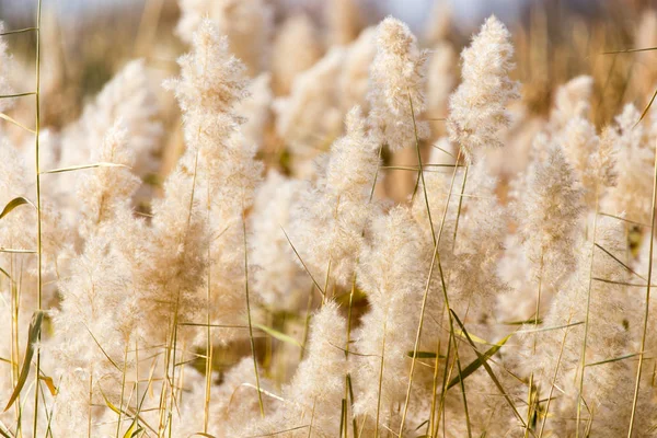 Cañas amarillas en la naturaleza en otoño —  Fotos de Stock