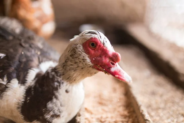Goose on the farm, Camping — Stock Photo, Image