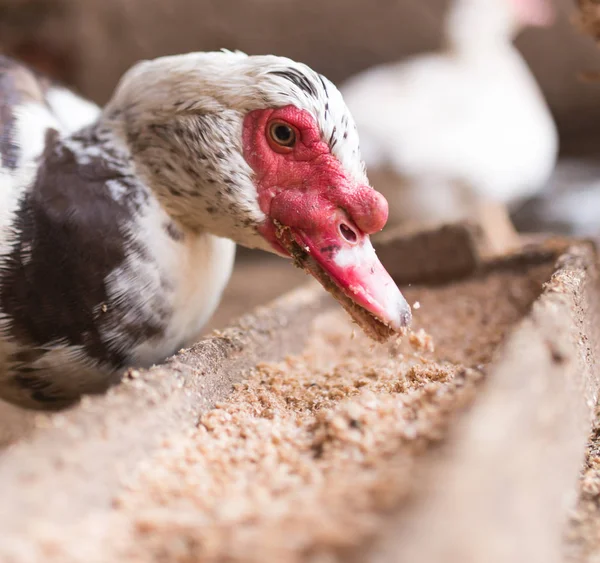 Goose on the farm, Camping — Stock Photo, Image