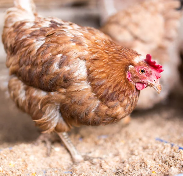 Pollo rosso in una fattoria in natura — Foto Stock