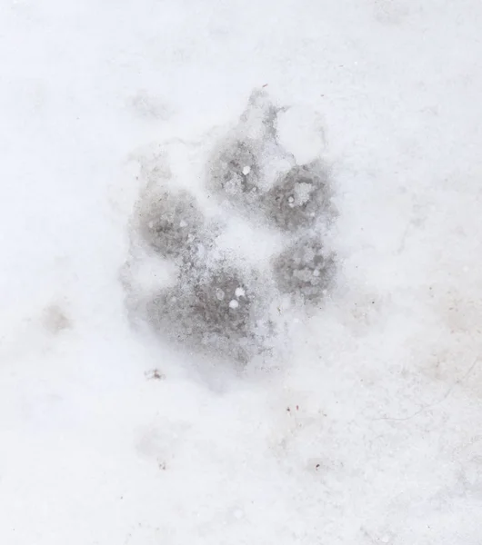 Huellas de perro en la nieve en la naturaleza —  Fotos de Stock