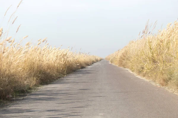 芦苇中的柏油路 — 图库照片