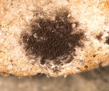 ekmek üzerinde kalıp