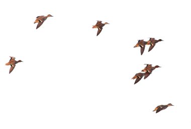 beyaz bir arka plan üzerinde uçuş ördek