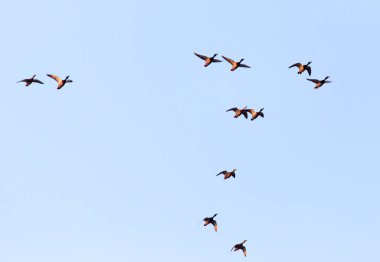 Uçuş mavi gökyüzü karşı ördek