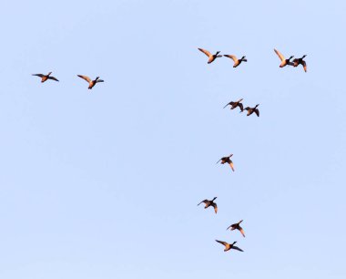 Uçuş mavi gökyüzü karşı ördek