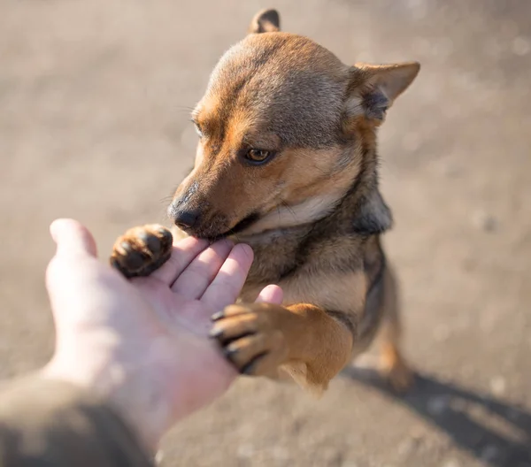Cão doninha mão na natureza — Fotografia de Stock