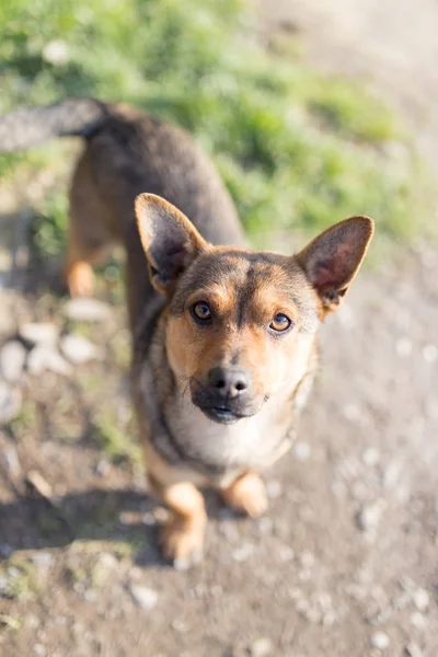 Bellissimo ritratto di cane in natura — Foto Stock