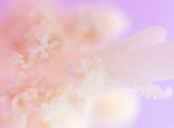 Pólen em flor. super macro — Fotografia de Stock