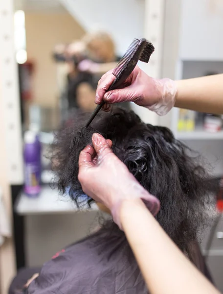 Coloração do cabelo no salão de beleza — Fotografia de Stock