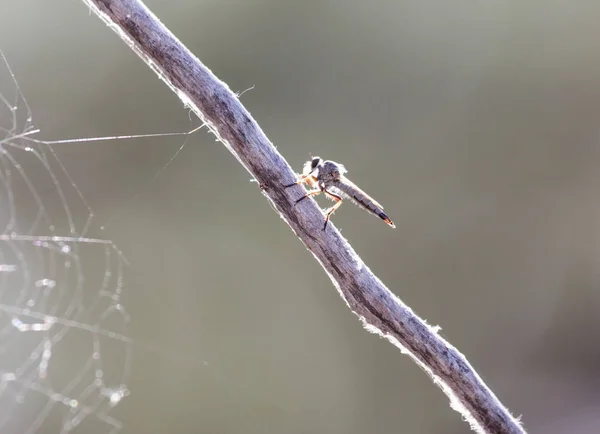 Fly in nature. close-up — Stock Photo, Image