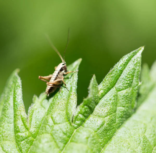 Kleine Heuschrecke in der Natur. Makro — Stockfoto