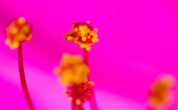 Pollen in flower at nature. super macro — Stock Photo, Image