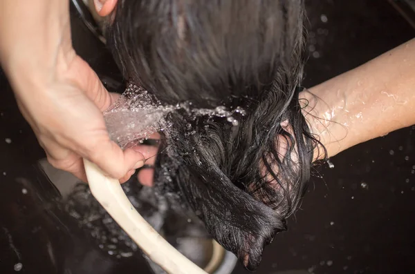 Fodrász mosás nő haj. fodrászat-kozmetika — Stock Fotó