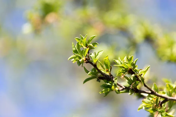 Folhas jovens em um galho de árvore — Fotografia de Stock