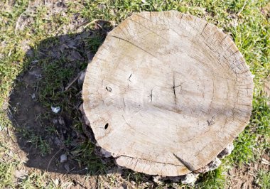 arka plan olarak doğada güdük