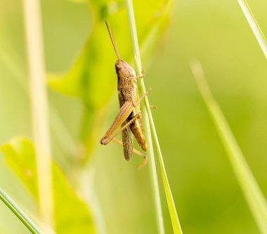 Çekirge doğada. Kapat