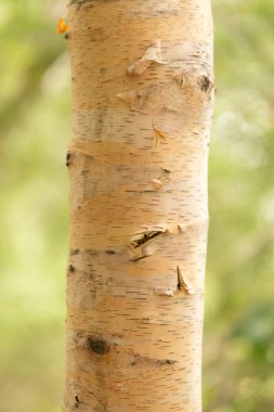 huş ağacı gövde doğada vahşi