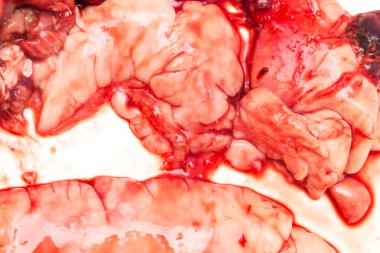 Beyaz arka planda balık kanı.