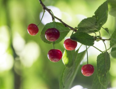 Kiraz ağacı doğada üzerinde