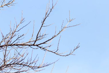 Mavi gökyüzüne karşı yapraksız ağaç dalları