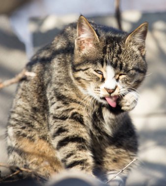 Doğadaki bir evin çatısındaki kedi.