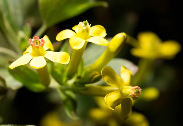 Vacker liten gul blomma i naturen — Stockfoto