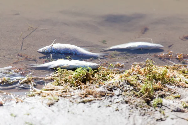 Peces muertos en el río — Foto de Stock