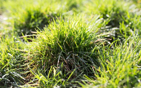 Lente groen gras op de natuur — Stockfoto