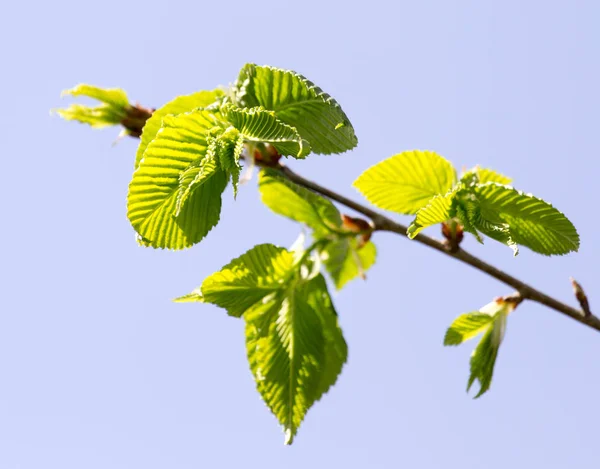 Jonge bladeren aan een boomtak in de natuur — Stockfoto