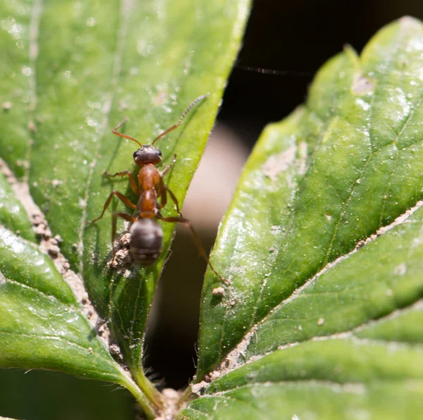 Ant in nature. macro — Stock Photo, Image