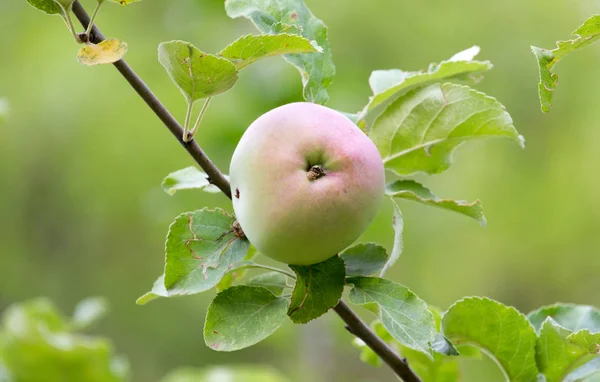 Manzana en el árbol en la naturaleza — Foto de Stock