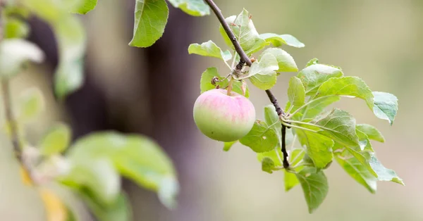 Manzana en el árbol en la naturaleza — Foto de Stock