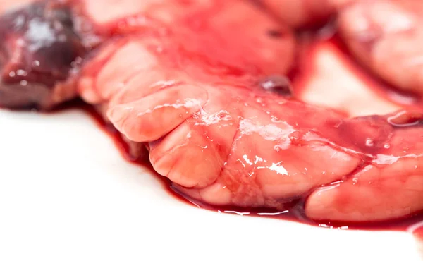 Sangue de peixe do intestino sobre um fundo branco — Fotografia de Stock