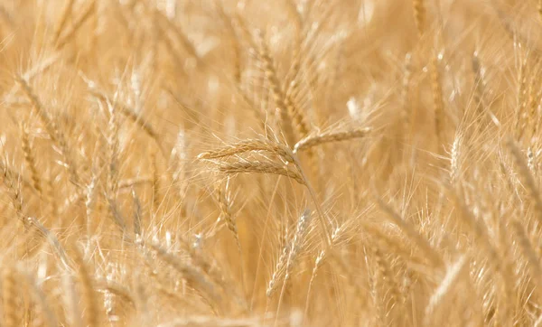 Oren van tarwe over de aard — Stockfoto