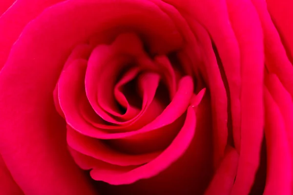 Rote Rosenblätter als Hintergrund. Makro — Stockfoto