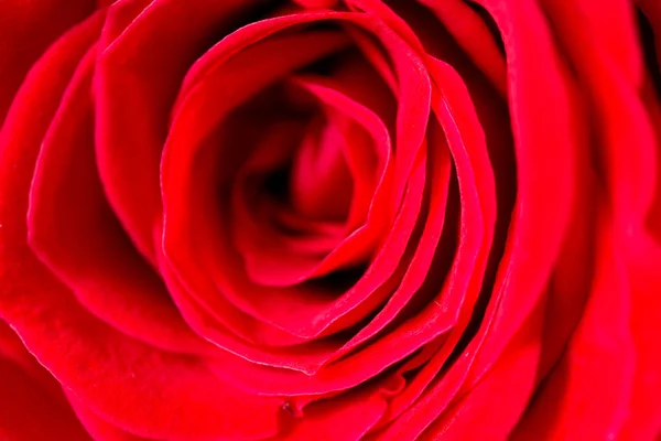 背景に赤いバラの花びら。マクロ — ストック写真