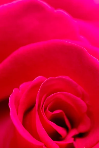 Pétalos de rosa roja como fondo. macro —  Fotos de Stock