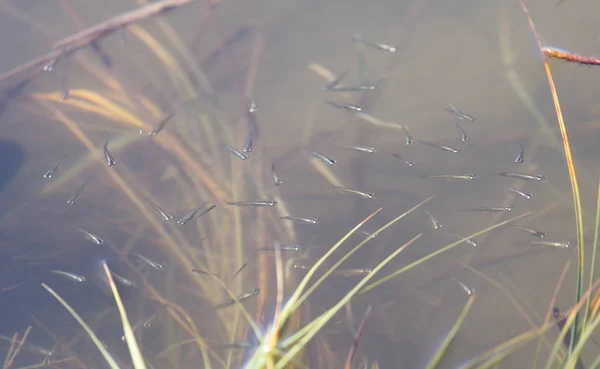 Peces en el agua en la naturaleza — Foto de Stock