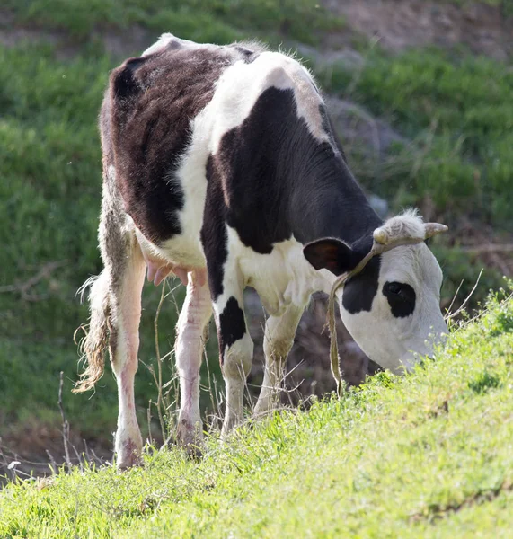 自然放牧牛 — ストック写真