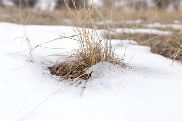 Grama seca na neve na natureza — Fotografia de Stock