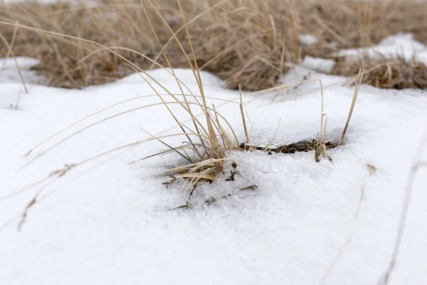 Grama seca na neve na natureza — Fotografia de Stock